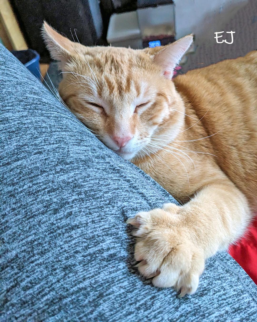 Enlarge EJ, a ADOPTABLE Domestic Short Hair in Chicago, IL image 2/4