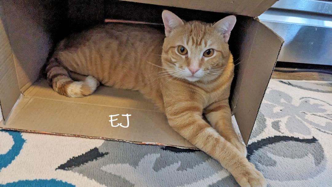 Enlarge EJ, a ADOPTABLE Domestic Short Hair in Chicago, IL image 3/4