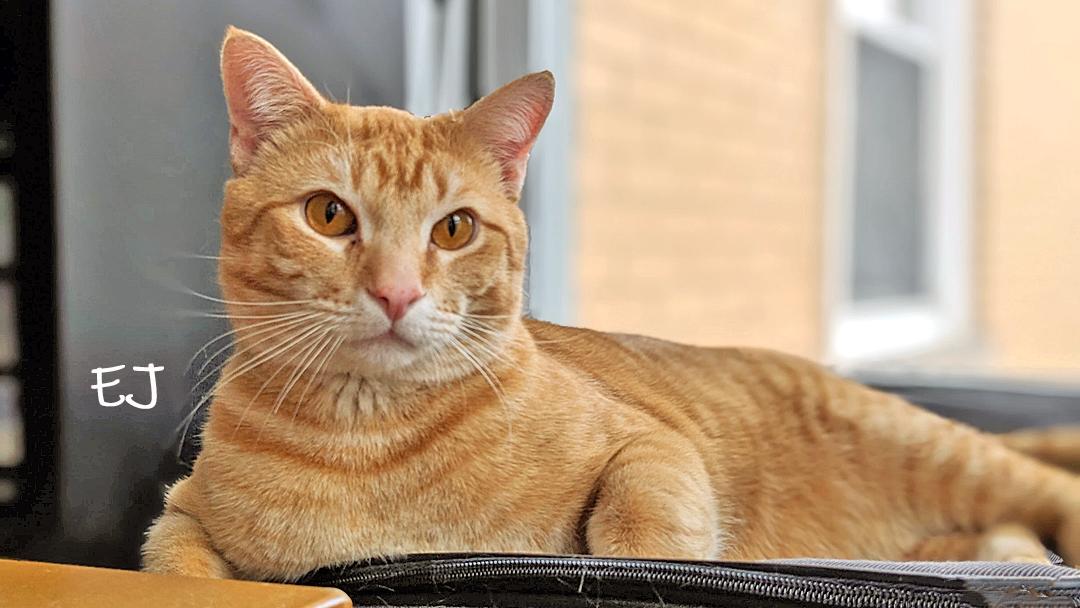 EJ, ADOPTABLE, Adult Male Domestic Short Hair.