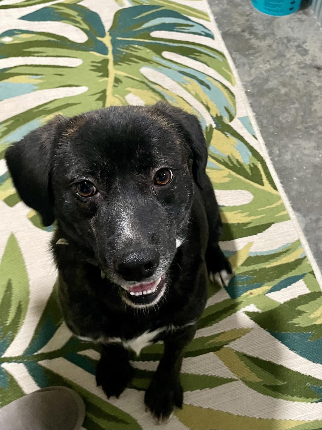 Terry, Adoptable, Young Male Mixed Breed.