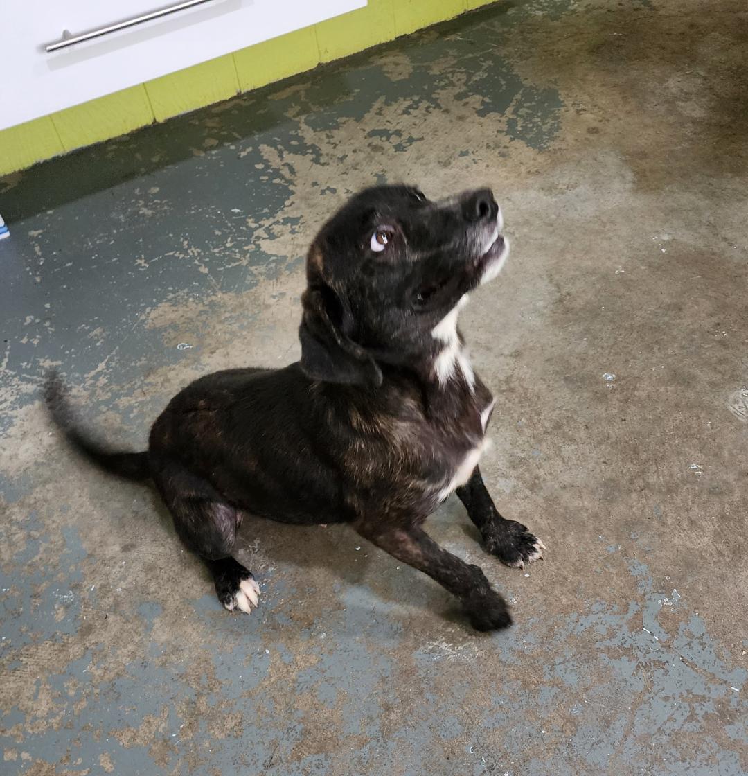 Terry, a Adoptable Mixed Breed in Point Pleasant, WV image 1/3