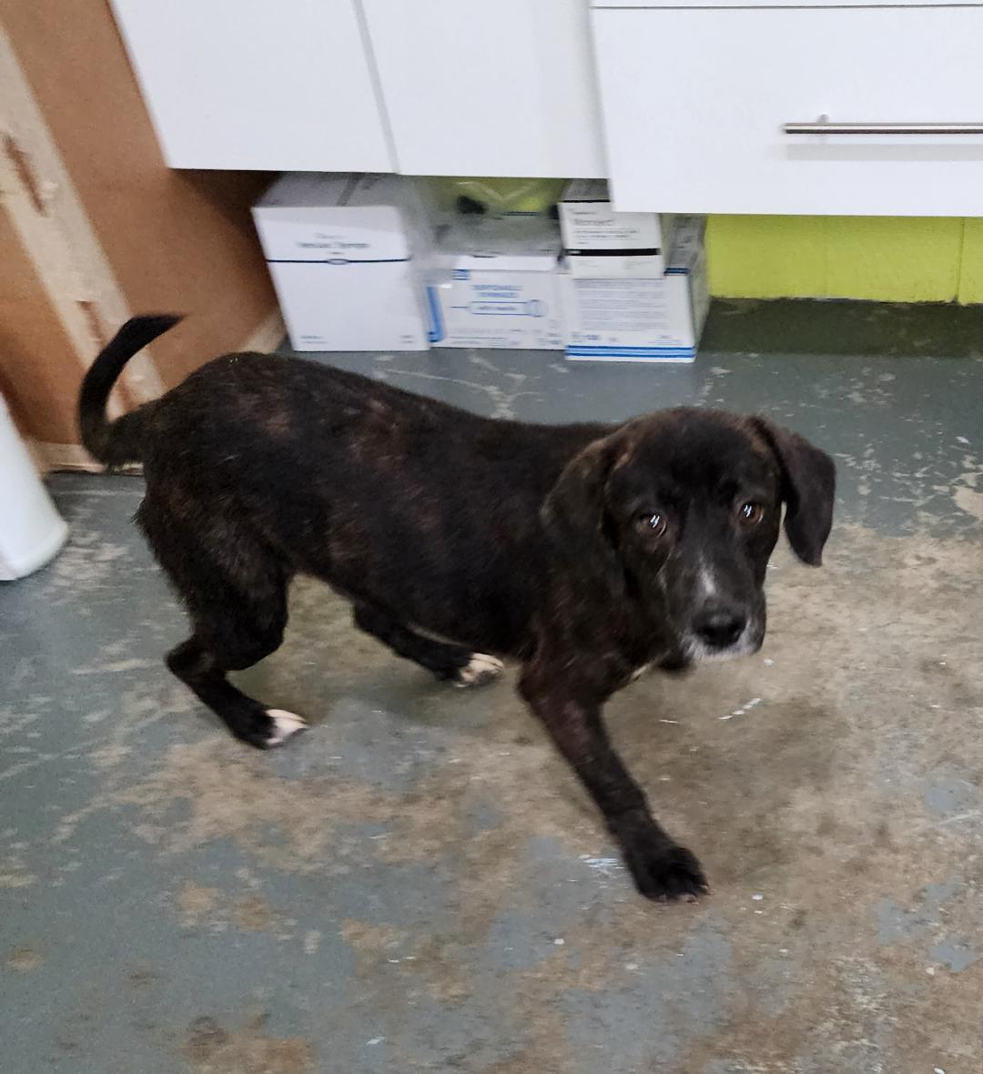 Terry, a Adoptable Mixed Breed in Point Pleasant, WV image 2/3