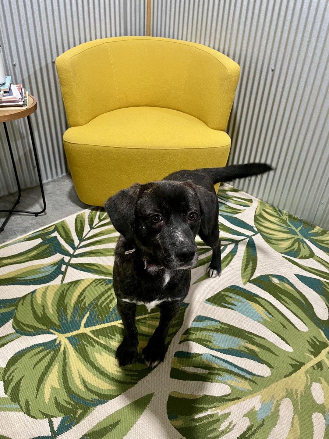 Enlarge Terry, a Adoptable Mixed Breed in Point Pleasant, WV image 2/3