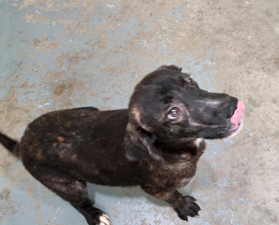 Terry, a Adoptable Mixed Breed in Point Pleasant, WV image 3/3