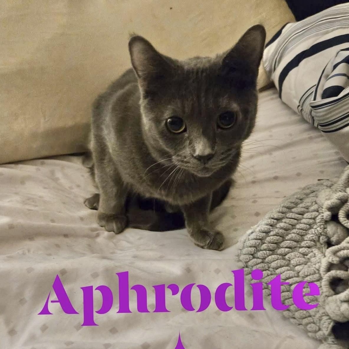 Aphrodite