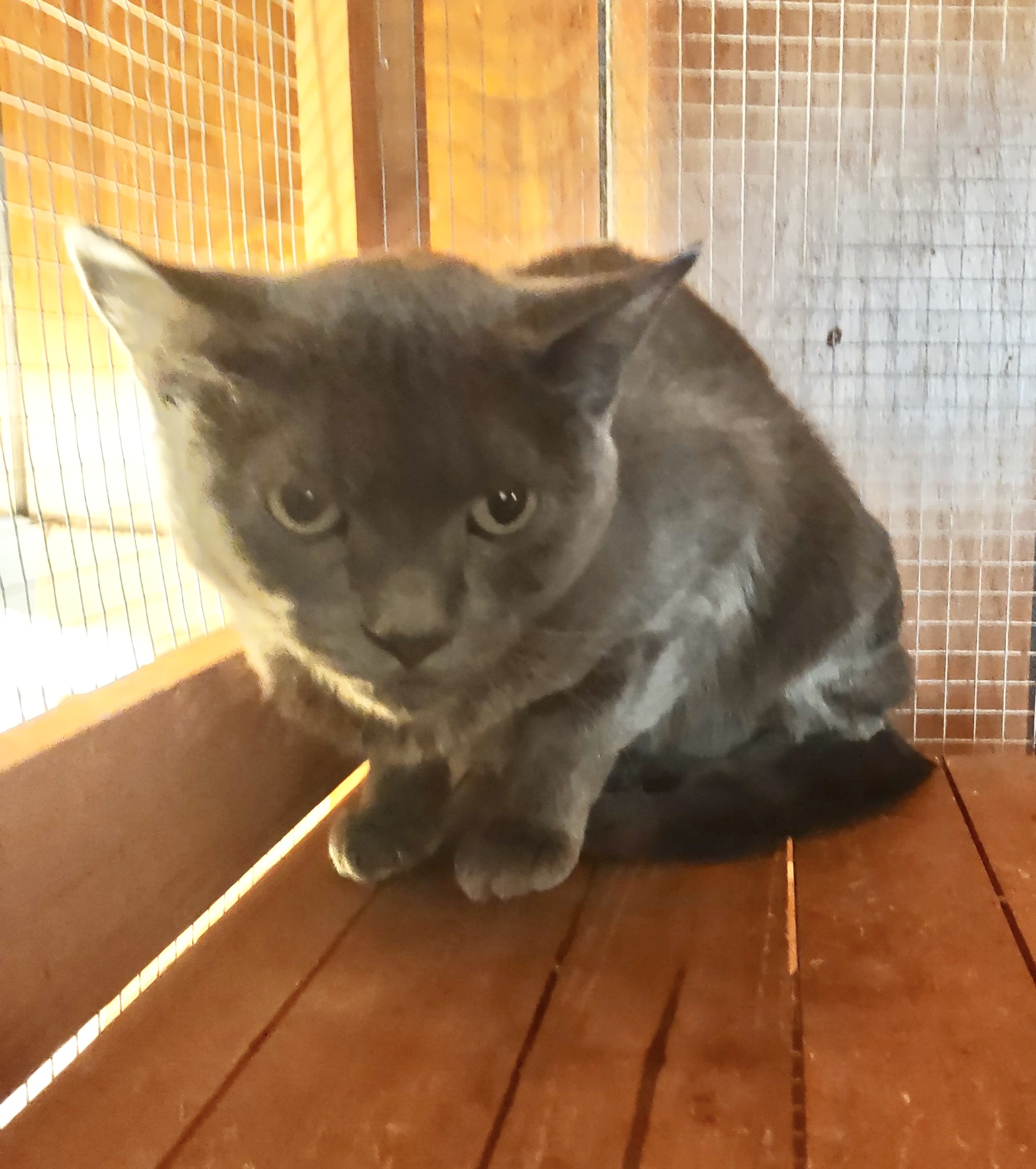 Enlarge Aphrodite, a Adoptable Domestic Short Hair in Pittstown, NJ image 3/3