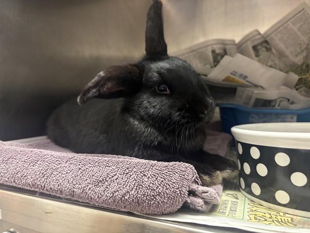 SONOMA, Adoptable, Young Female Bunny Rabbit.