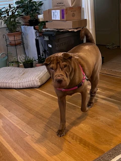 Enlarge Princess Jasmin, a Adopted Shar-Pei in Nashua, NH image 3/4