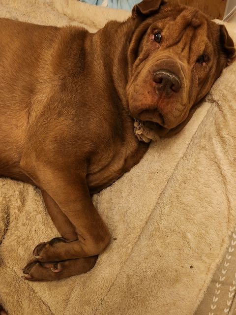 Enlarge Princess Jasmin, a Adopted Shar-Pei in Nashua, NH image 4/4