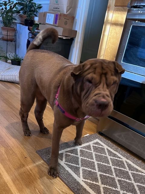 Enlarge Princess Jasmin, a Adopted Shar-Pei in Nashua, NH image 2/4