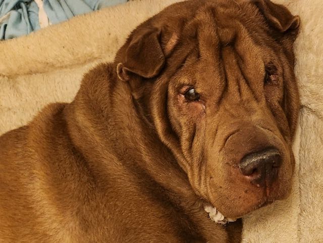 Princess Jasmin, Adopted, Adult Female Shar-Pei.