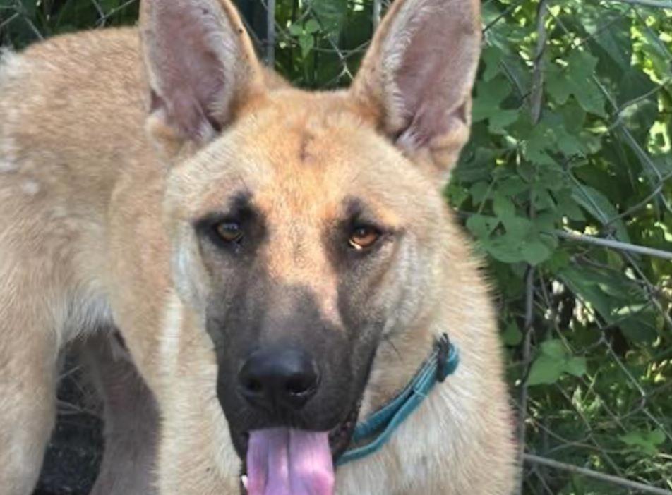 RANGER, a Adoptable mixed breed in Rockdale, TX image 5/5