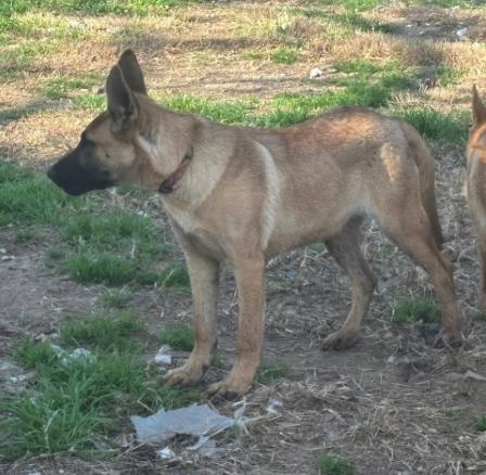 RANGER, a Adoptable mixed breed in Rockdale, TX image 4/5