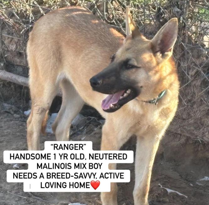 RANGER, Young Male Belgian Shepherd / Malinois