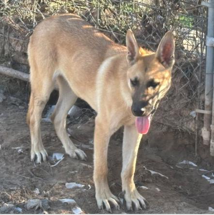 RANGER, a Adoptable mixed breed in Rockdale, TX image 3/5