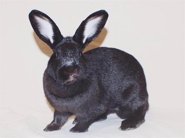 Enlarge MAMA, a Adoptable Bunny Rabbit in Tacoma, WA image 1/1
