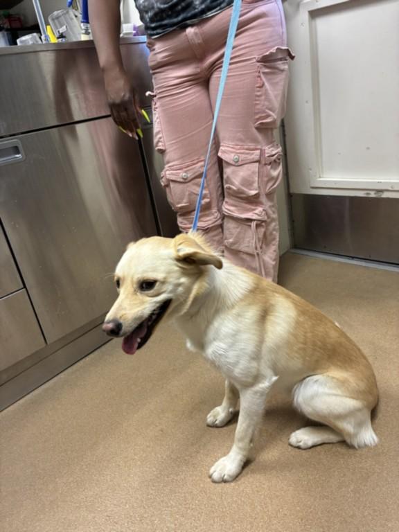Enlarge STANLEY TUCCI, a Adoptable mixed breed in Norco, CA image 1/1