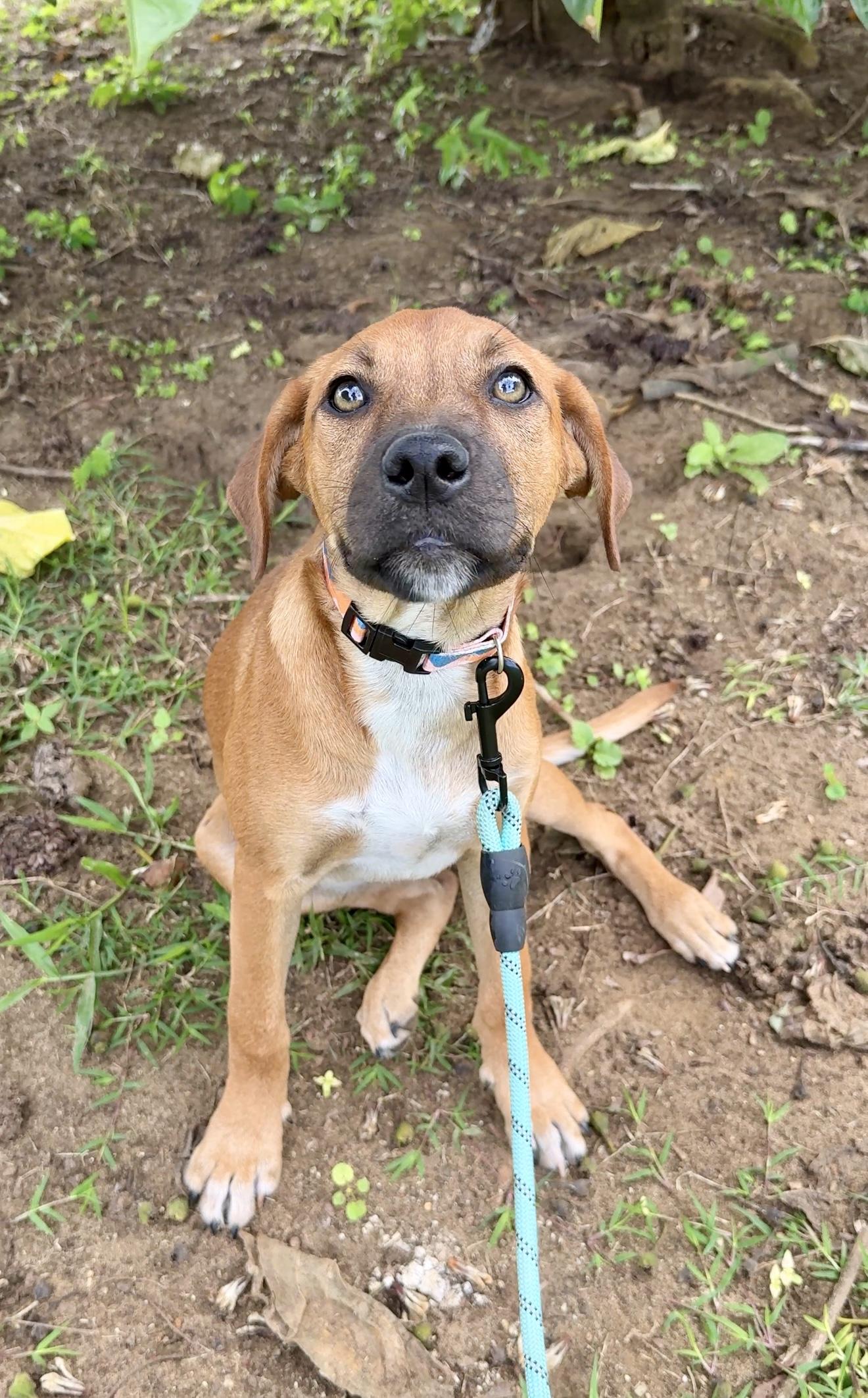 Enlarge Sprinkles - Beautiful Eye Girl *LOW ADOPTION FEE $250*, a Adoptable mixed breed in Fort Lauderdale, FL image 4/6