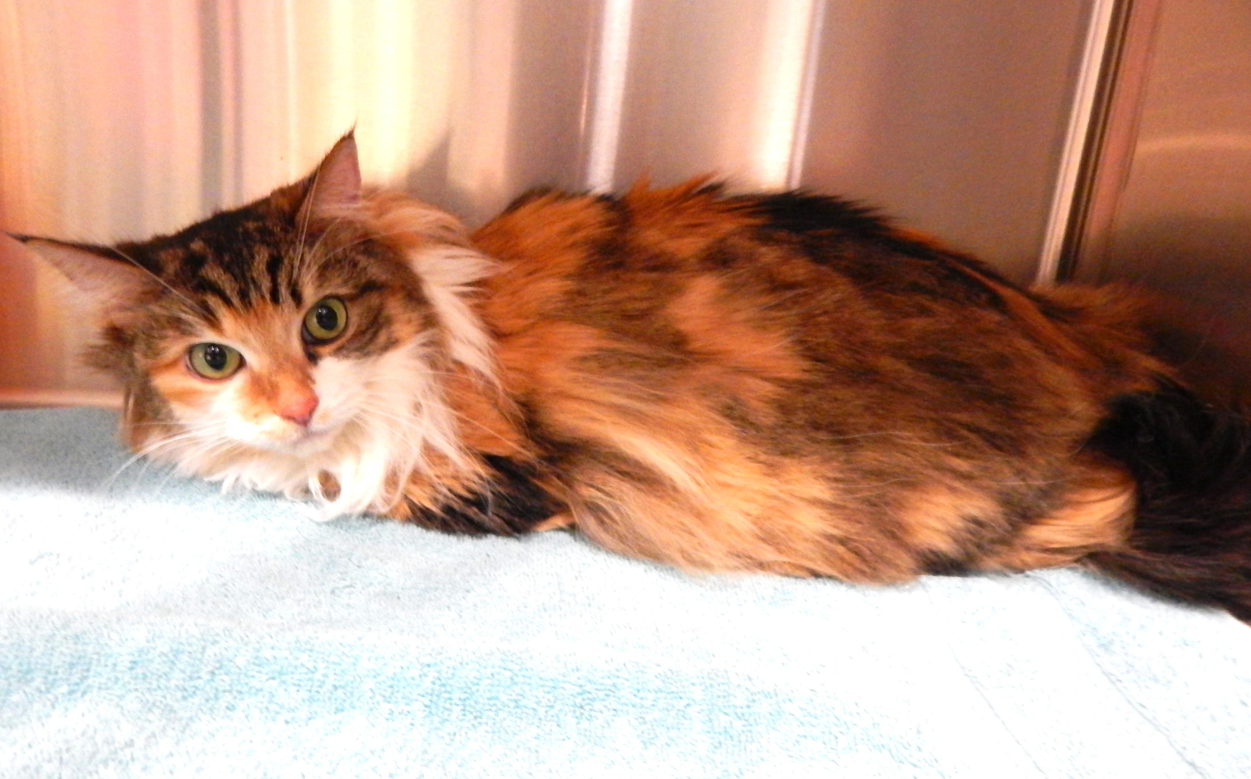 Enlarge Simba (female), an adoptable Domestic Long Hair in Mesquite, NV image 2/3