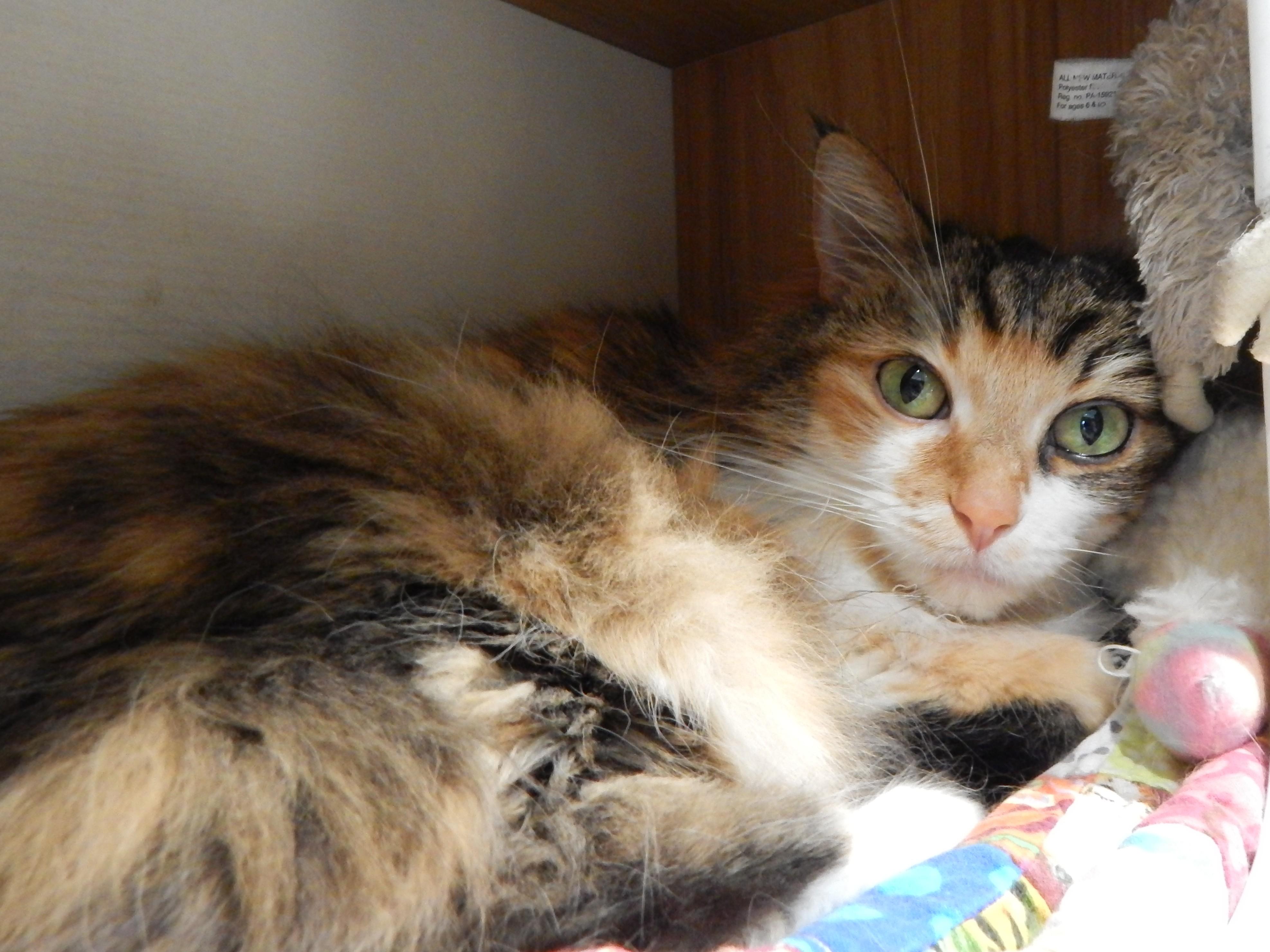 Enlarge Simba (female), an adoptable Domestic Long Hair in Mesquite, NV image 3/3