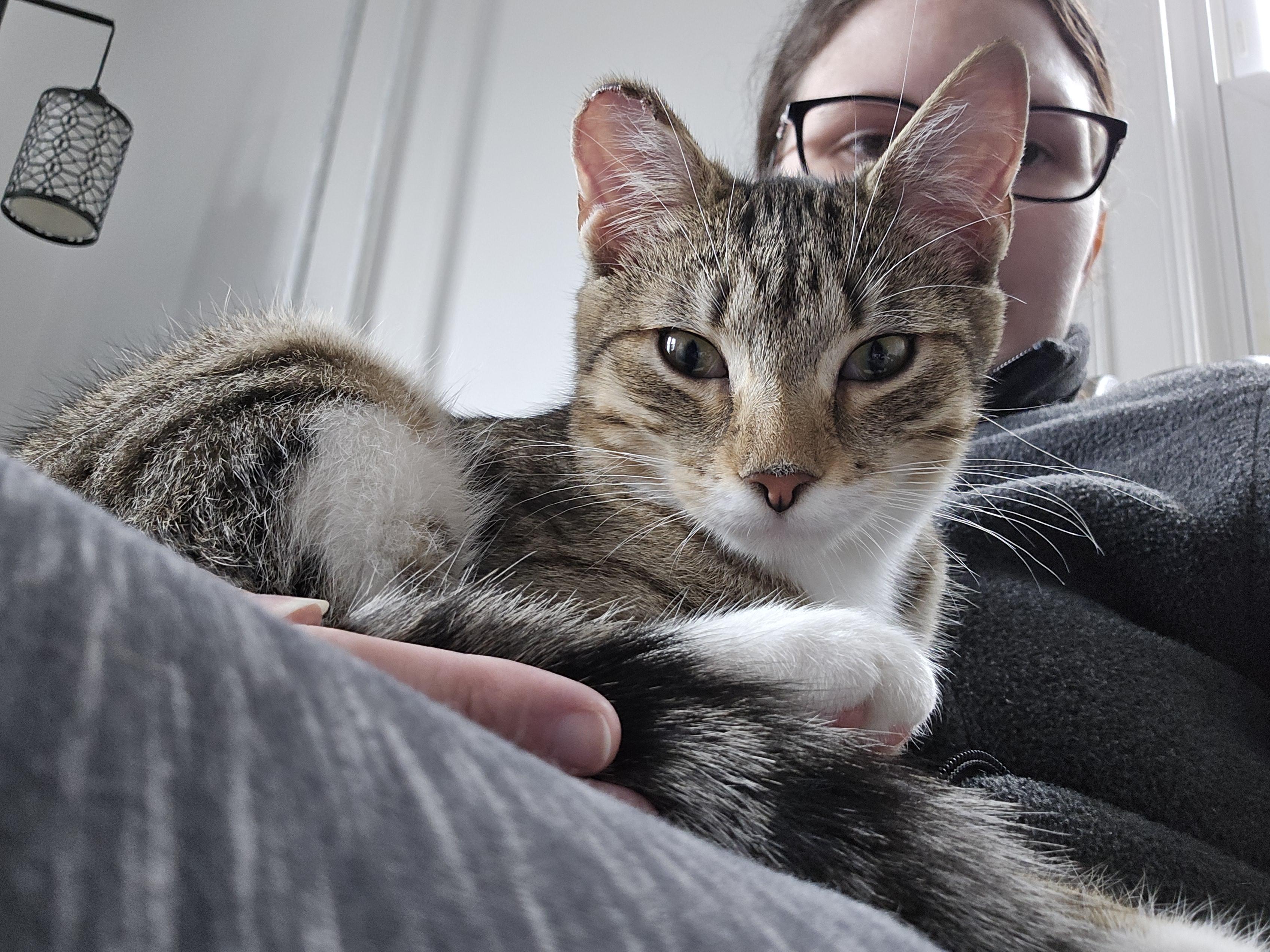 Freya, a Adoptable Domestic Short Hair in Philadelphia, PA image 1/6