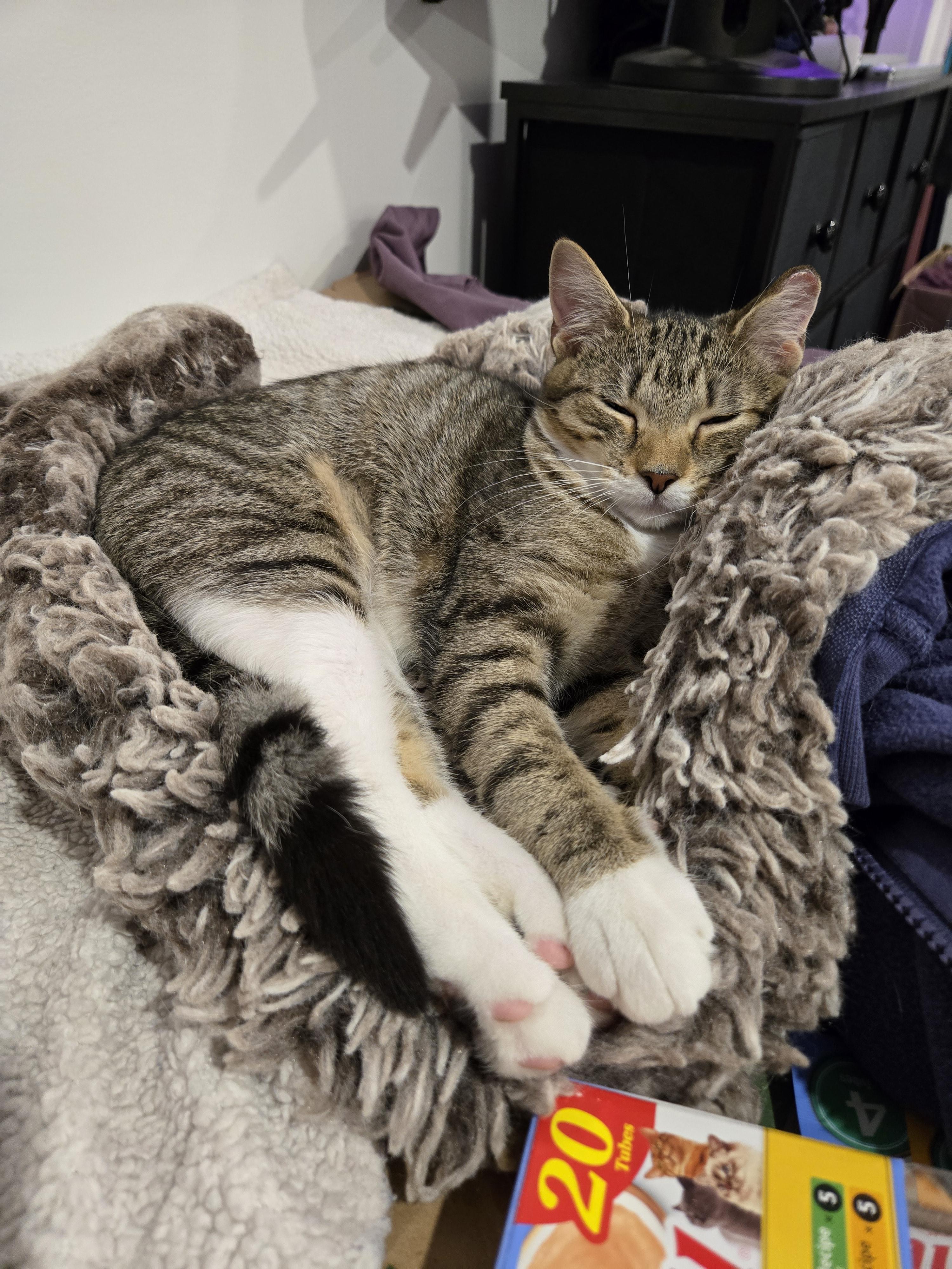 Freya, a Adoptable Domestic Short Hair in Philadelphia, PA image 2/6