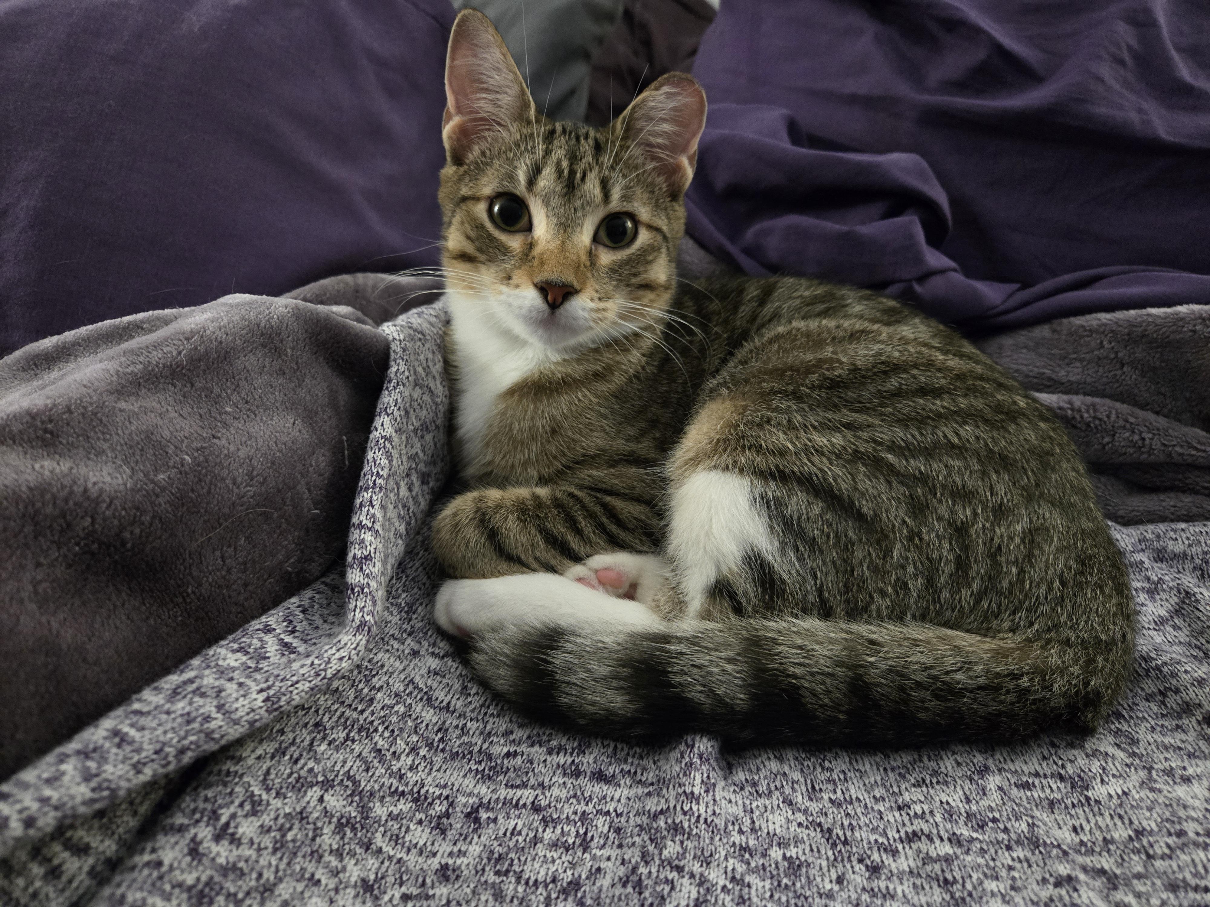 Freya, a Adoptable Domestic Short Hair in Philadelphia, PA image 3/6