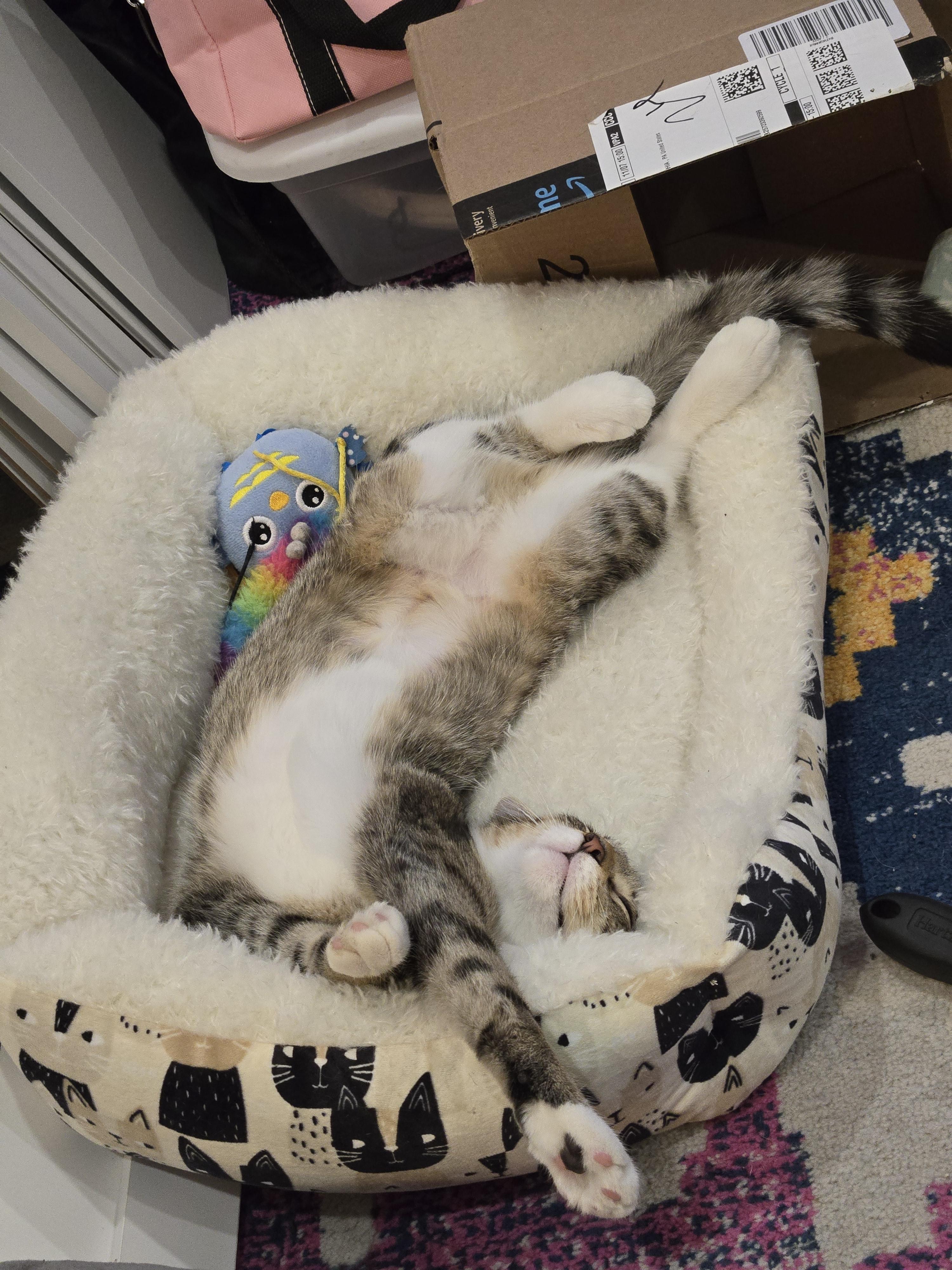 Freya, a Adoptable Domestic Short Hair in Philadelphia, PA image 4/6