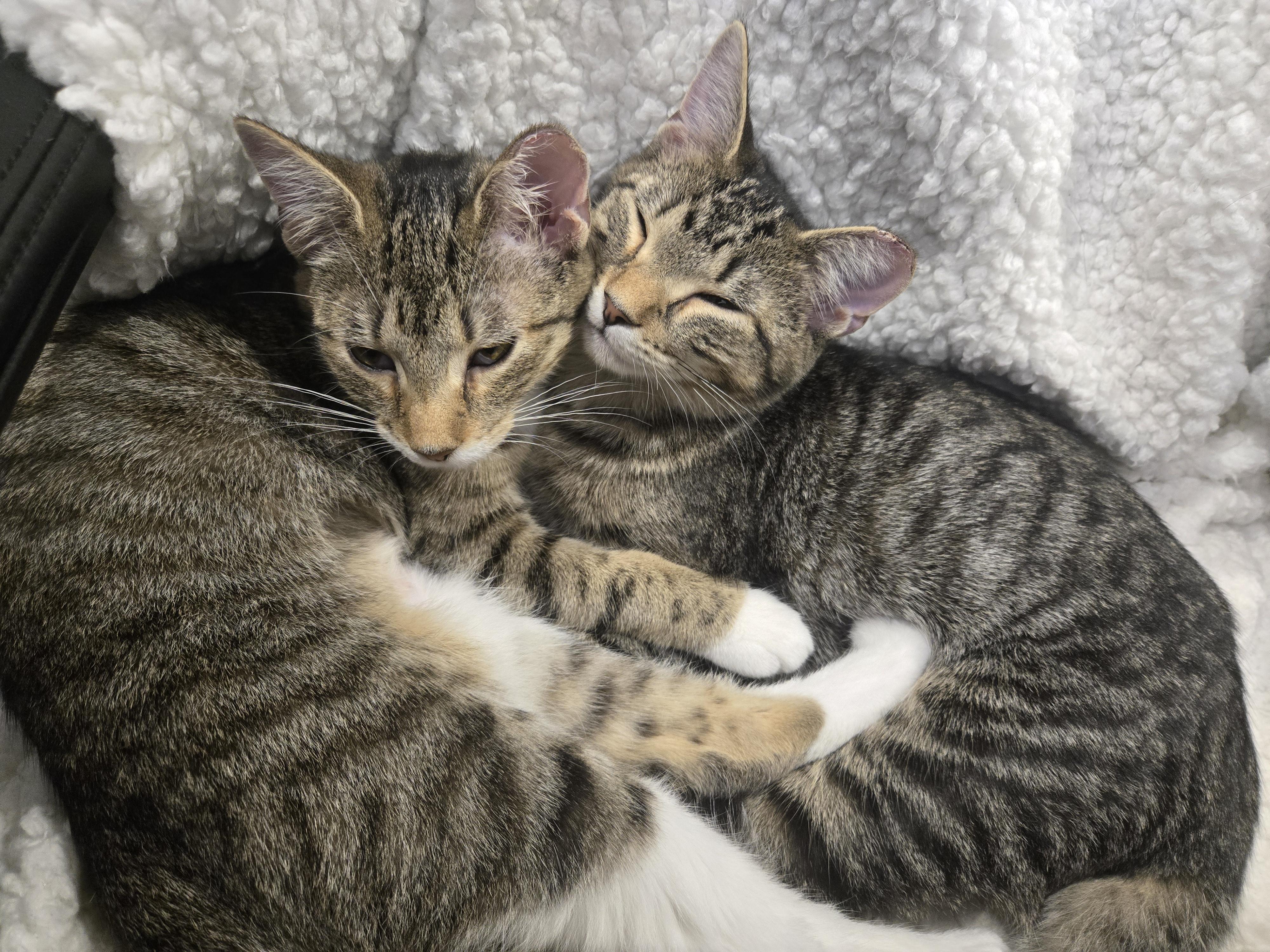 Freya, a Adoptable Domestic Short Hair in Philadelphia, PA image 5/6