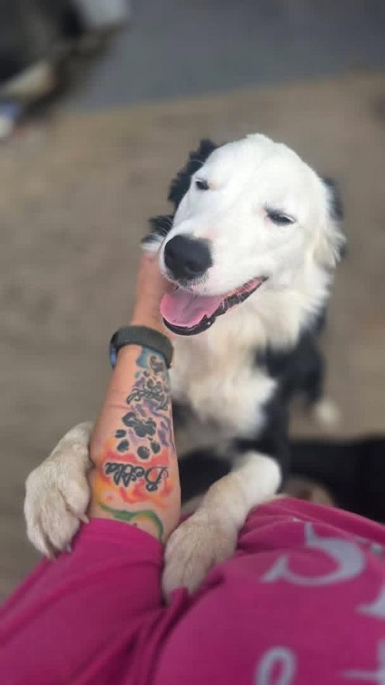 Kai, Adoptable, Adult Male Border Collie.