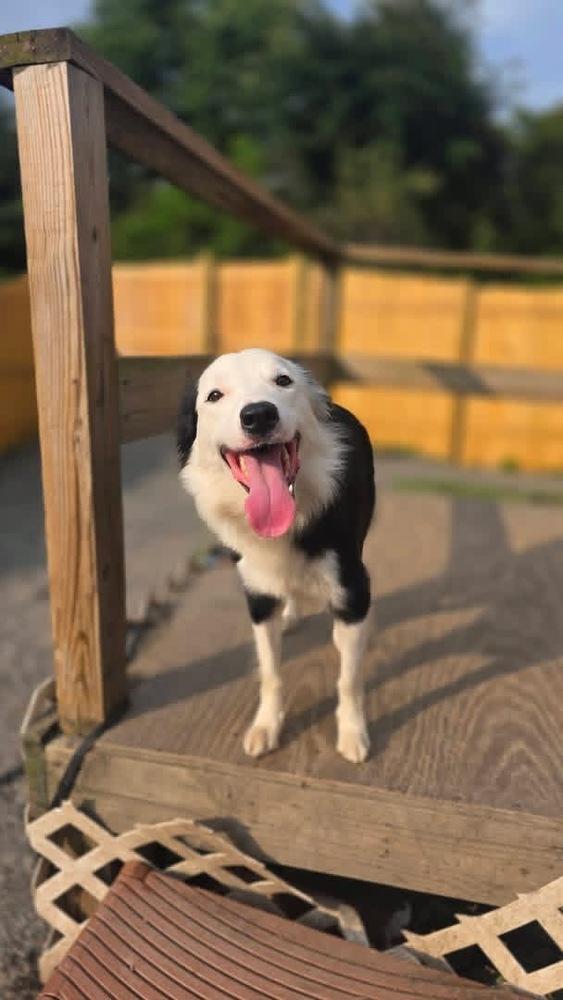 Enlarge Kai, a Adoptable Border Collie in Scranton, PA image 2/2
