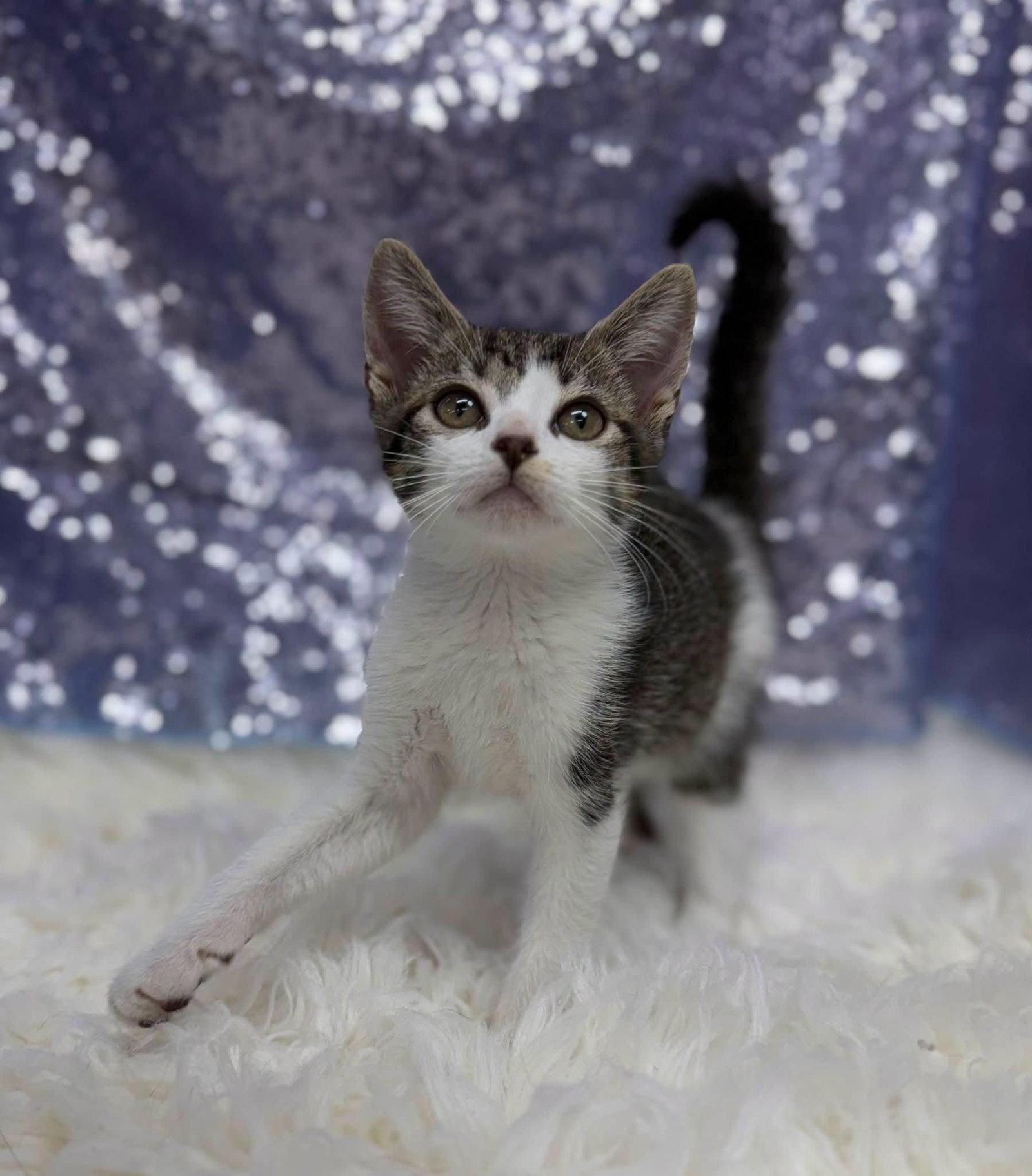 Enlarge Gus, a Adopted Domestic Short Hair in Clarkesville, GA image 1/1