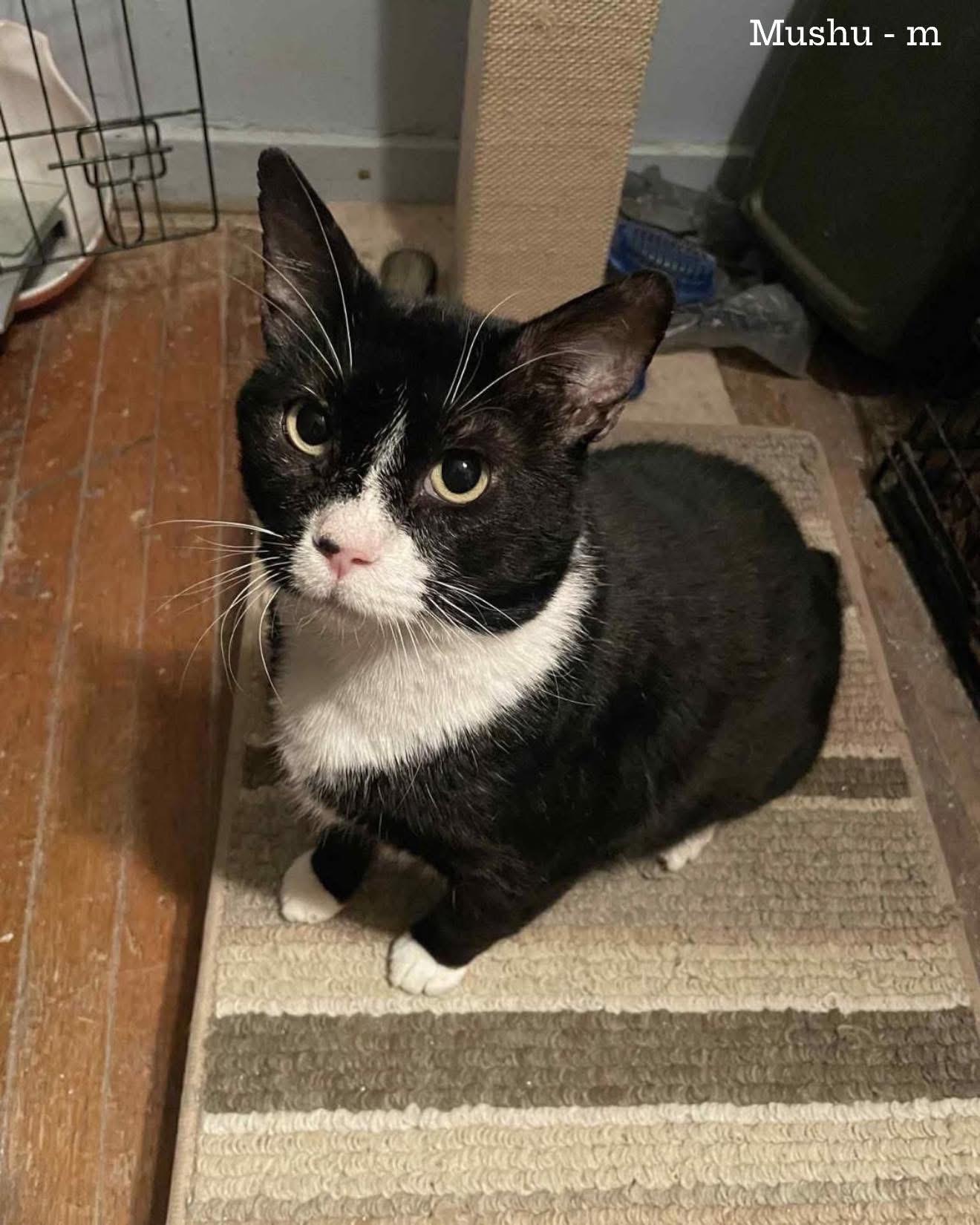 Enlarge Mushu , a ADOPTABLE Domestic Short Hair in Chickasaw, AL image 3/3