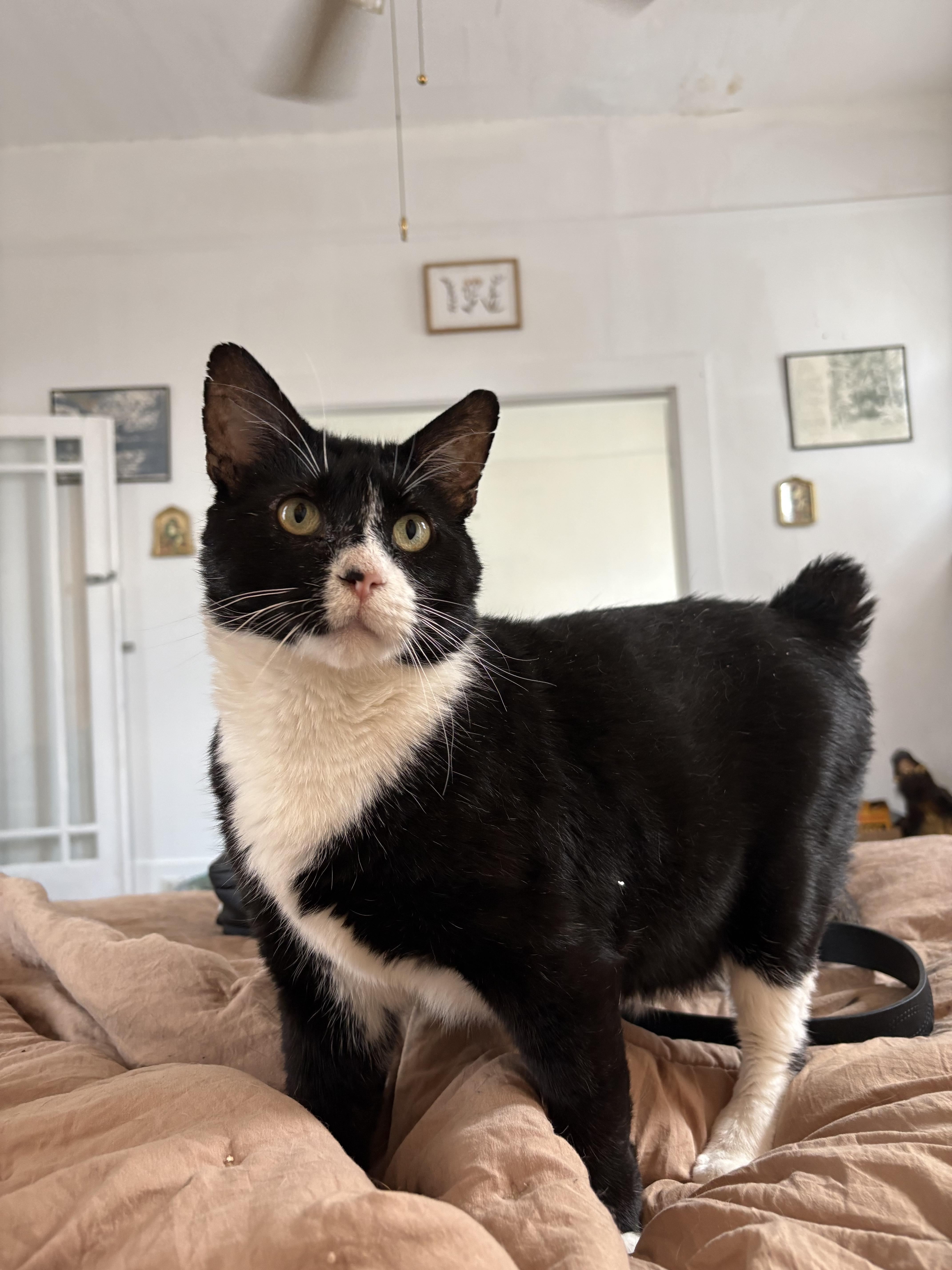 Mushu , ADOPTABLE, Adult Male Domestic Short Hair.