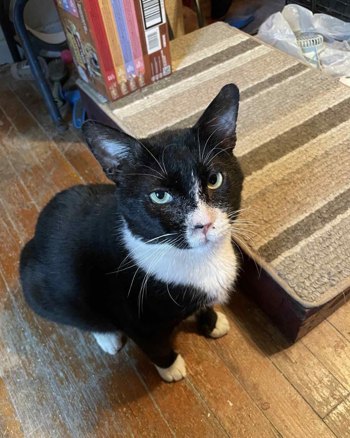 Mushu , ADOPTABLE, Adult Male Domestic Short Hair.