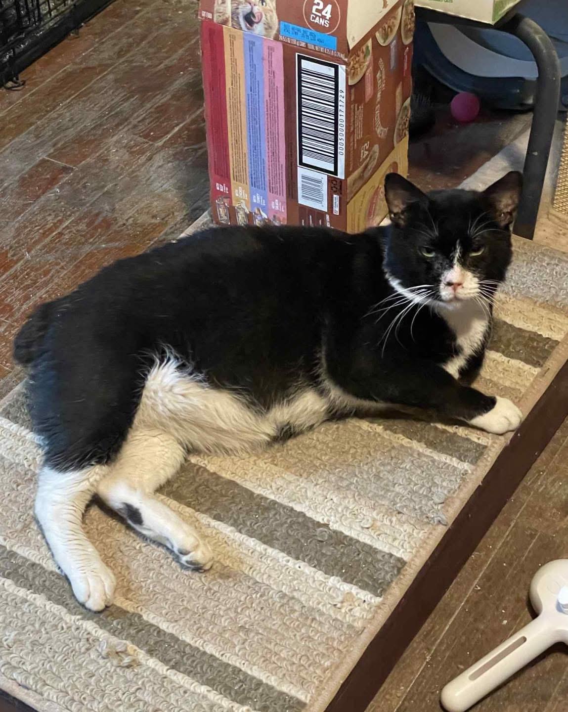 Enlarge Mushu , a ADOPTABLE Domestic Short Hair in Chickasaw, AL image 2/3