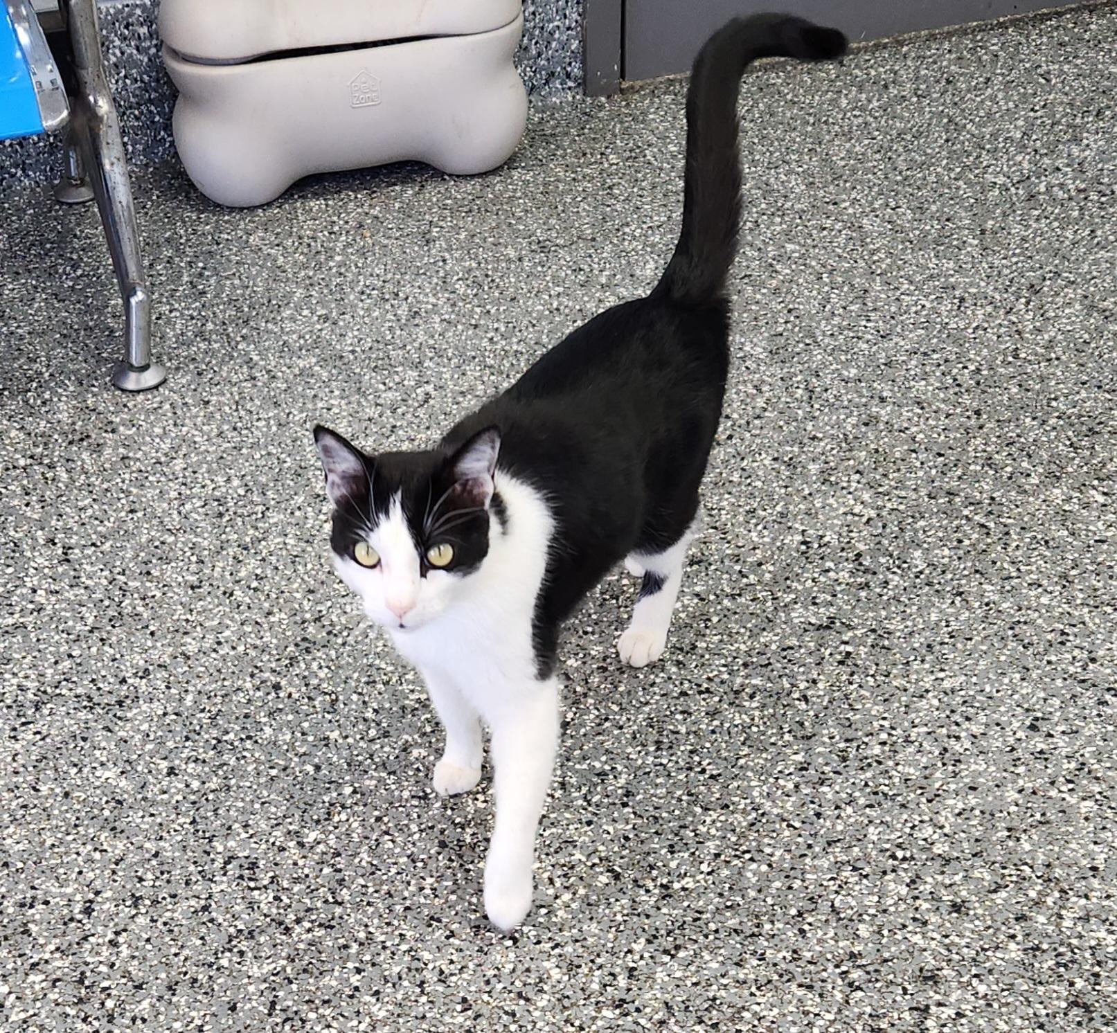 Enlarge Mikey, a ADOPTABLE mixed breed in Siloam Springs, AR image 3/5