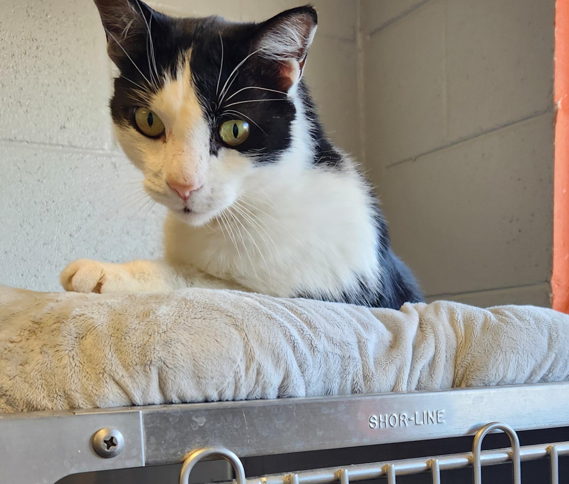 Enlarge Mikey, a ADOPTABLE mixed breed in Siloam Springs, AR image 5/5