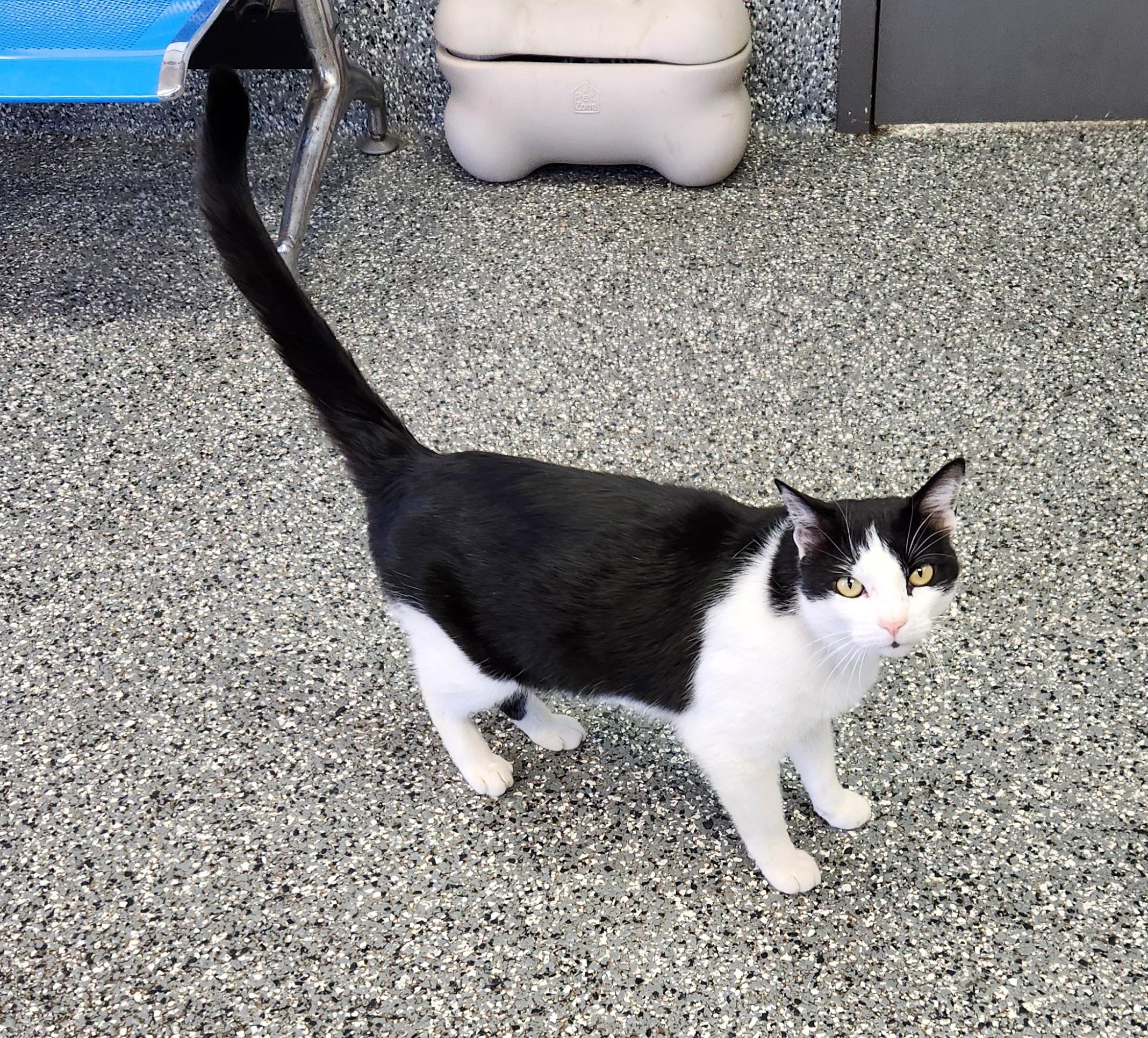 Mikey, ADOPTABLE, Adult Male Domestic Short Hair.