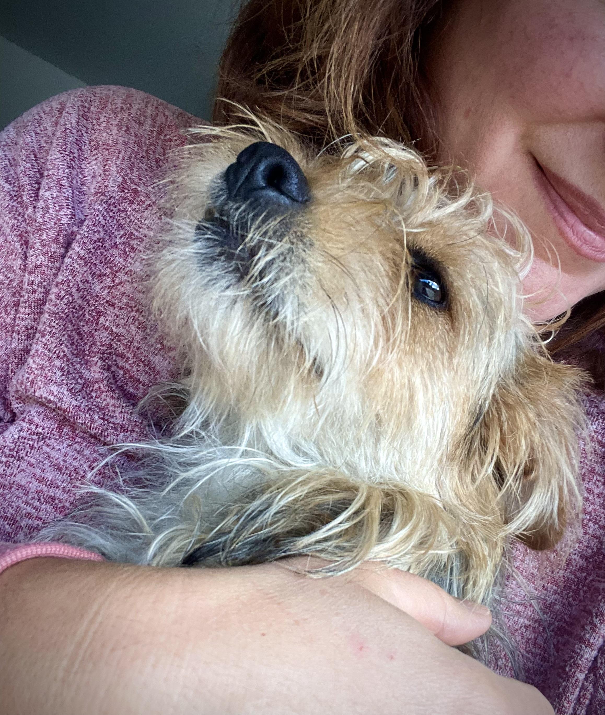 Griffin, an adopted mixed breed in Oakland, CA image 2/4
