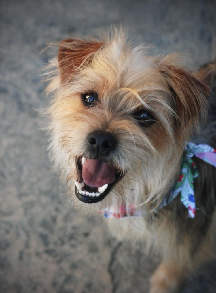 Griffin, adopted, Young Male Yorkshire Terrier.