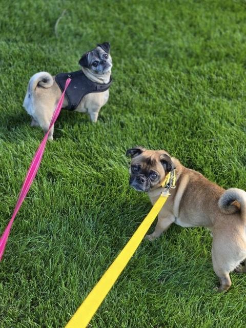 Enlarge Tuffy & Sissy (BONDED PAIR), a Adoptable Puggle in Orland Park, IL image 2/3