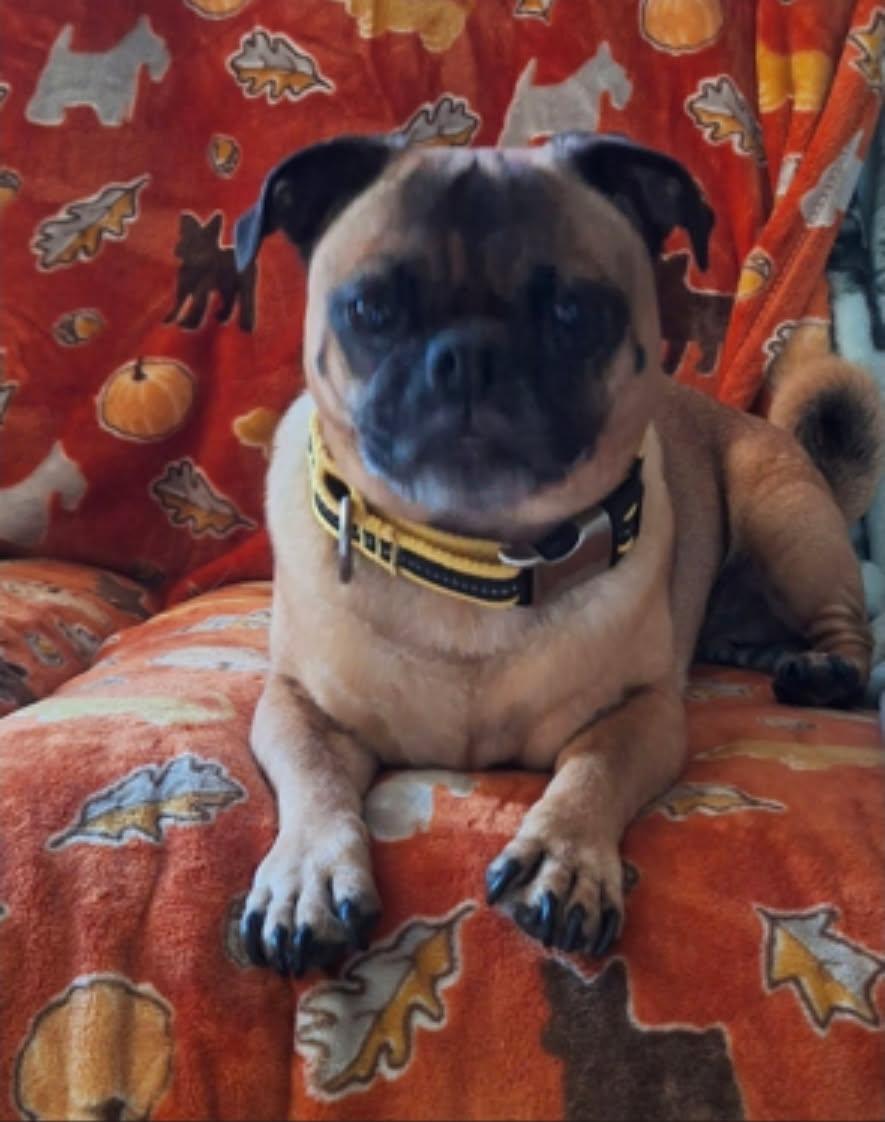 Enlarge Tuffy & Sissy (BONDED PAIR), a Adoptable Puggle in Orland Park, IL image 1/3