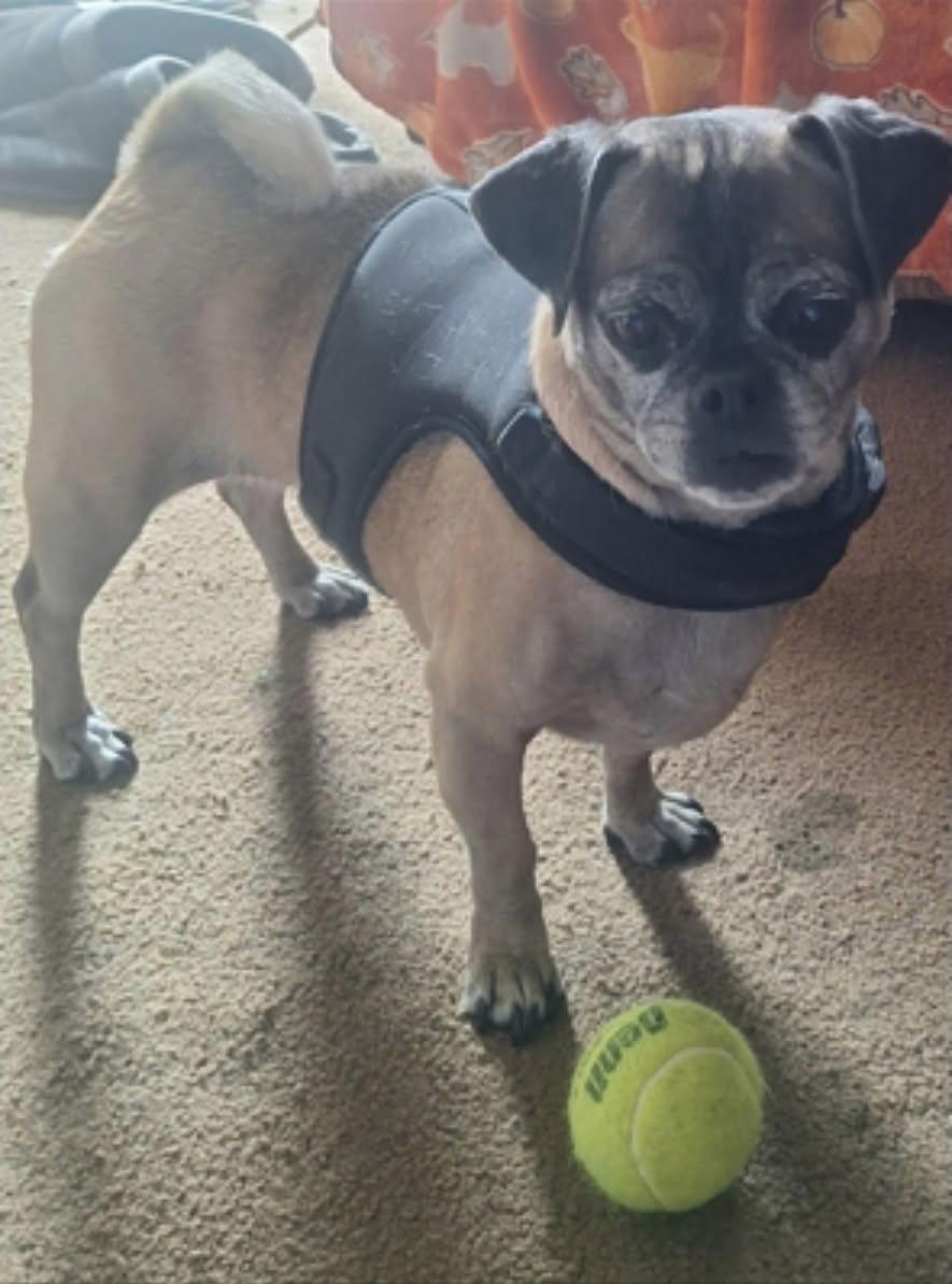 Enlarge Tuffy & Sissy (BONDED PAIR), a Adoptable Puggle in Orland Park, IL image 3/3
