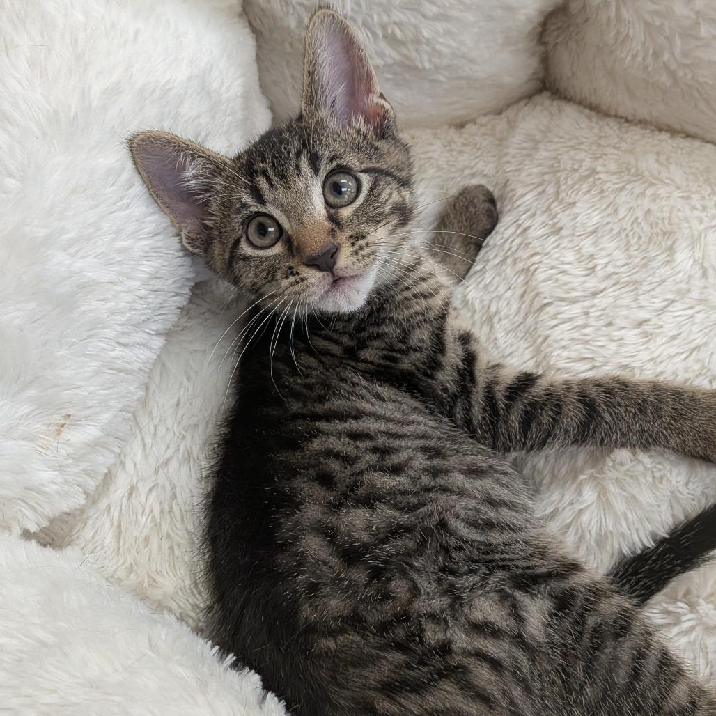 Enlarge Fritz, a Adoptable Domestic Short Hair in Hannibal, MO image 1/1