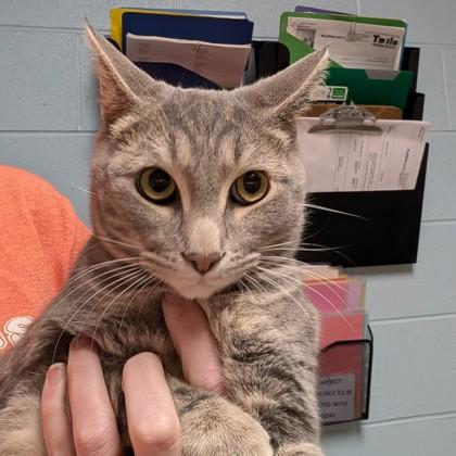 Outlaw, ADOPTABLE, Young Male Domestic Short Hair.