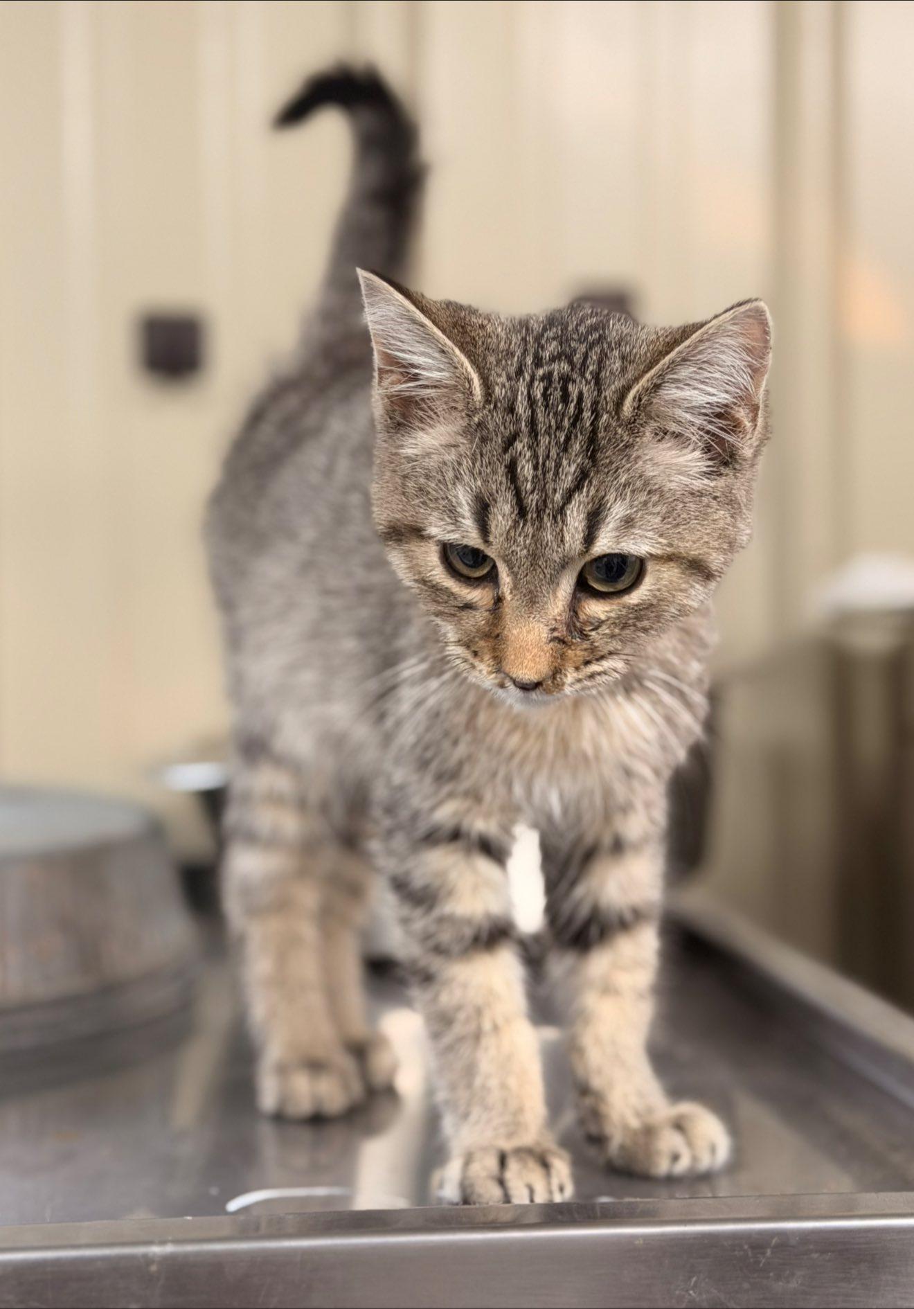 Enlarge Coal, a ADOPTABLE Domestic Short Hair in Lawrenceburg, KY image 1/1