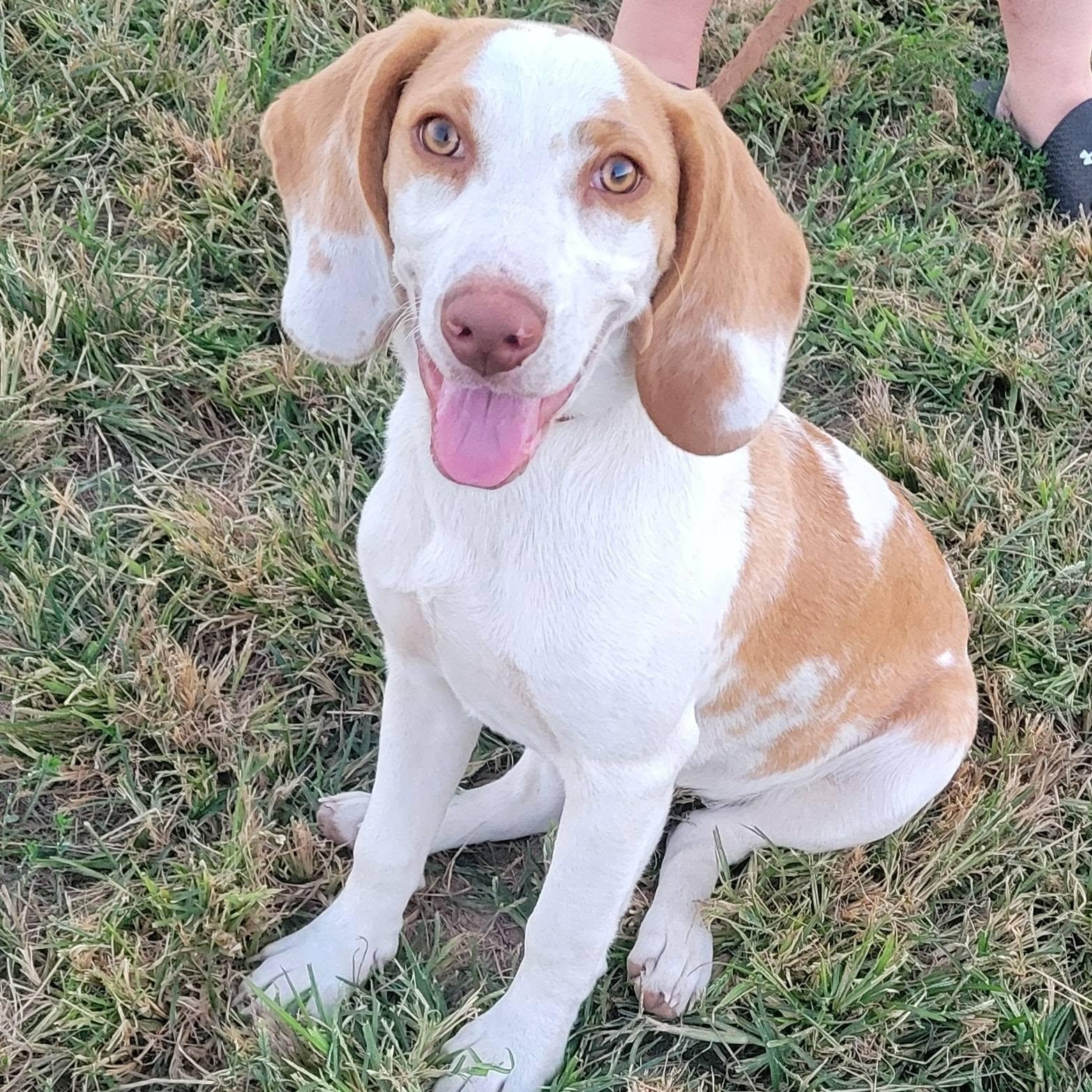 Enlarge Butterschtch, a Adopted mixed breed in Petersburg, IN image 1/3
