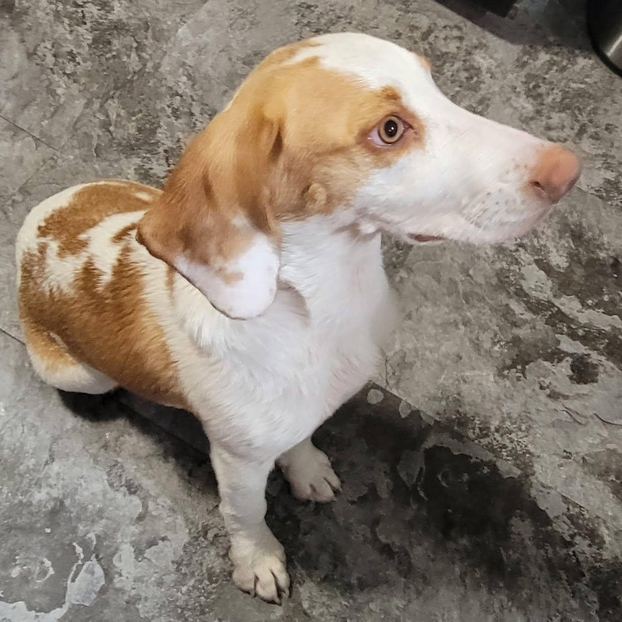 Enlarge Butterschtch, a Adopted mixed breed in Petersburg, IN image 2/3