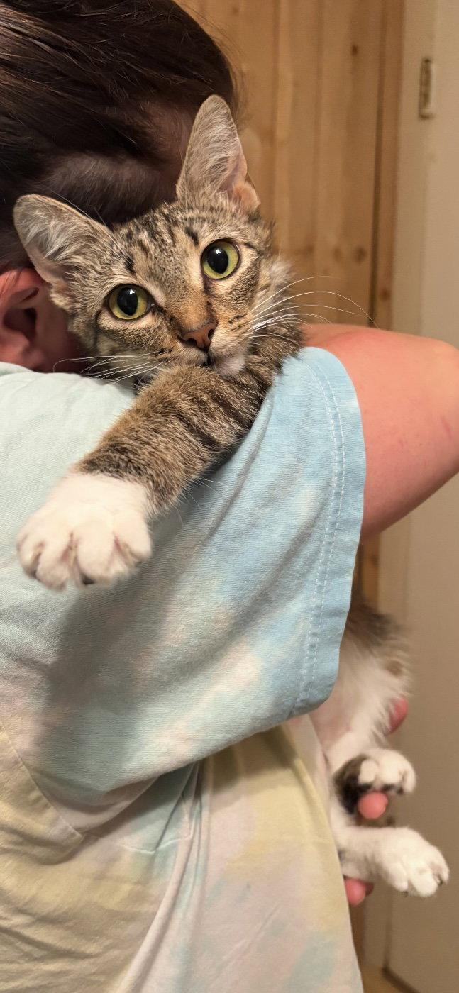 Sweetie 9395, Adoptable, Young Female Domestic Short Hair.